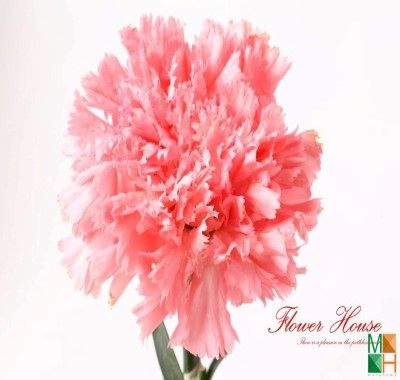 Tranh dán tường Hàn Quốc FW -245